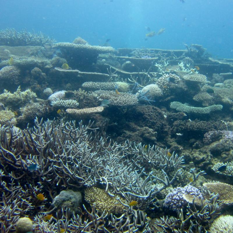 Biodiversity 3